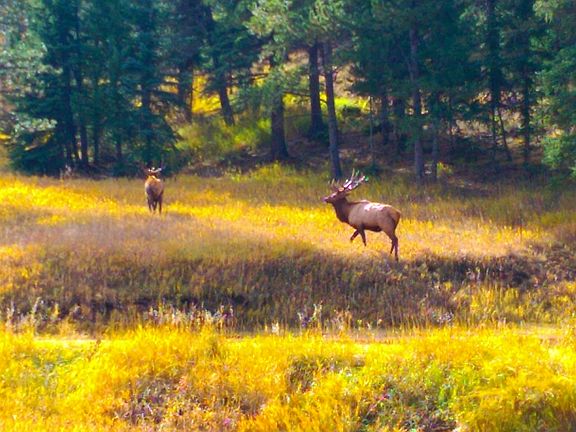 Wildlife from the deck