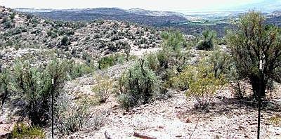 1st image of 4 Greasewood