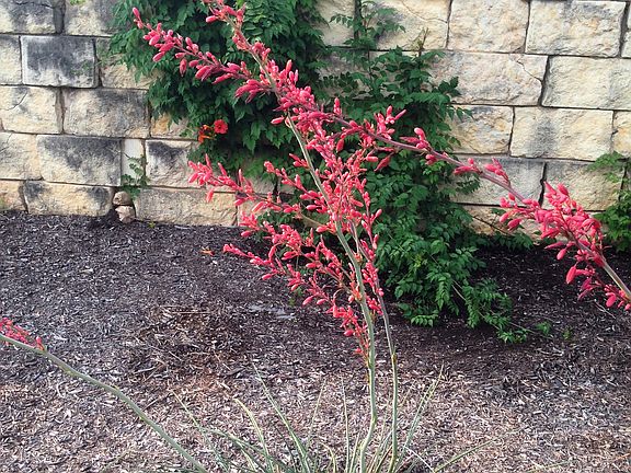Beautiful Red Yucca