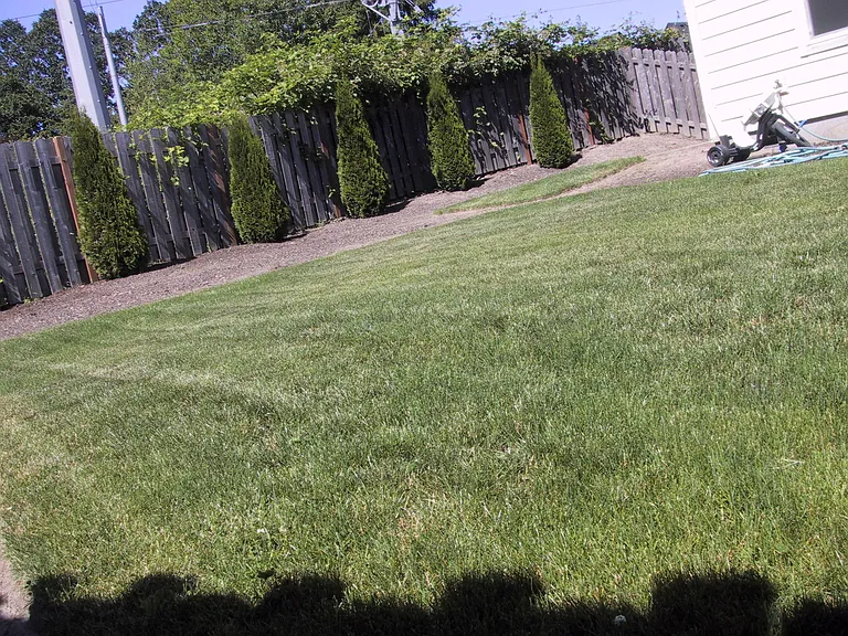 back yard