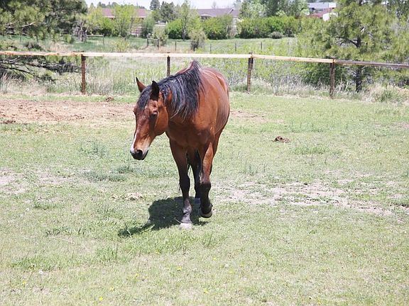Plenty of room for your horses