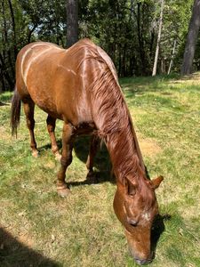 16563 Lake City Rd, Nevada City, CA, 95959