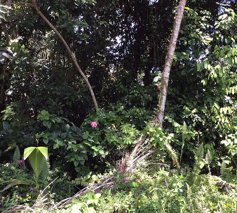1st image of 13th Ave Lot 606