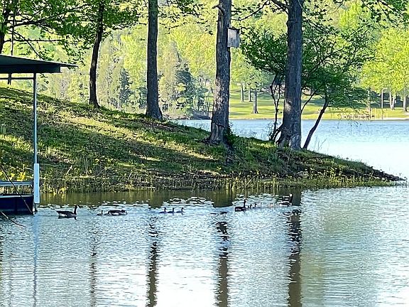 Wildlife on the lake