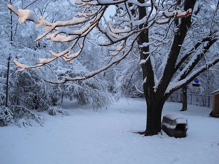 Frozen BackYard