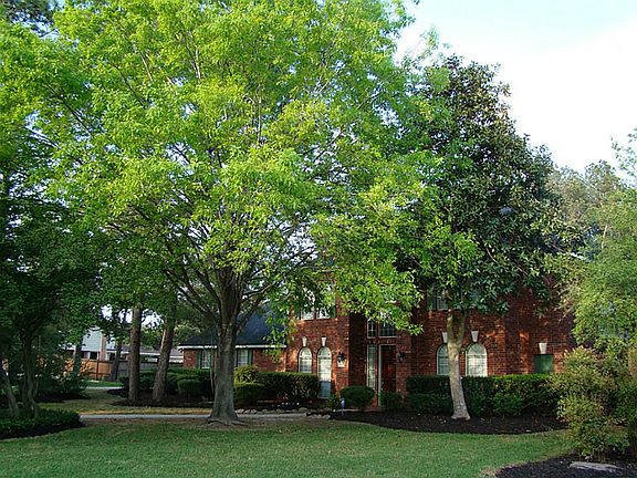 Gorgeous, mature trees--Magnolia blooms galore!