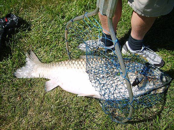 Huge fish from the pond! 
