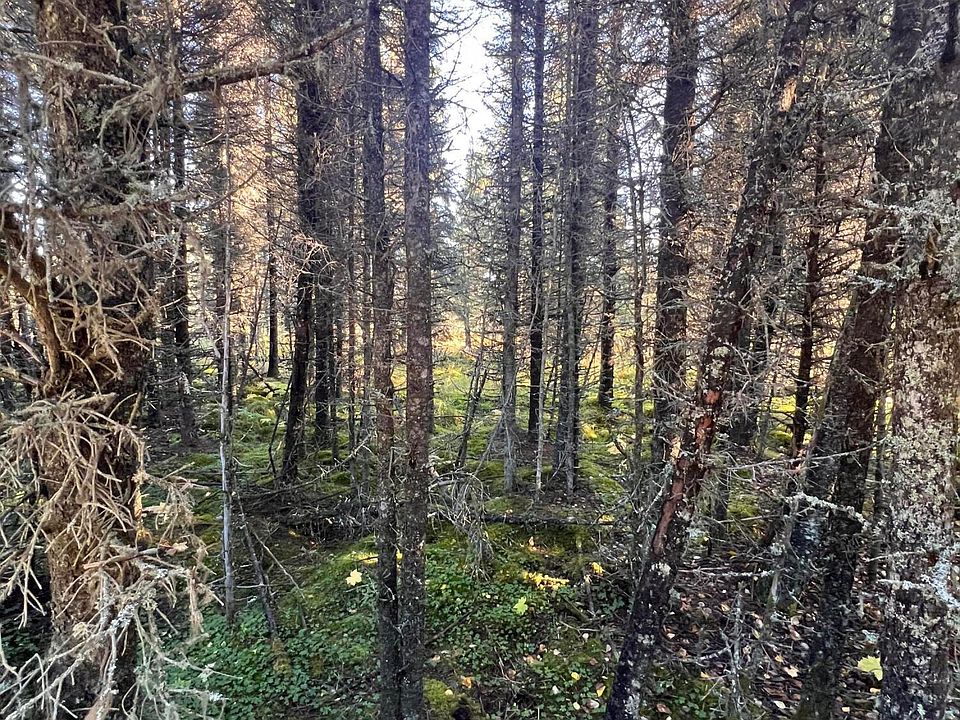 2nd image of L8 Shegota Loop