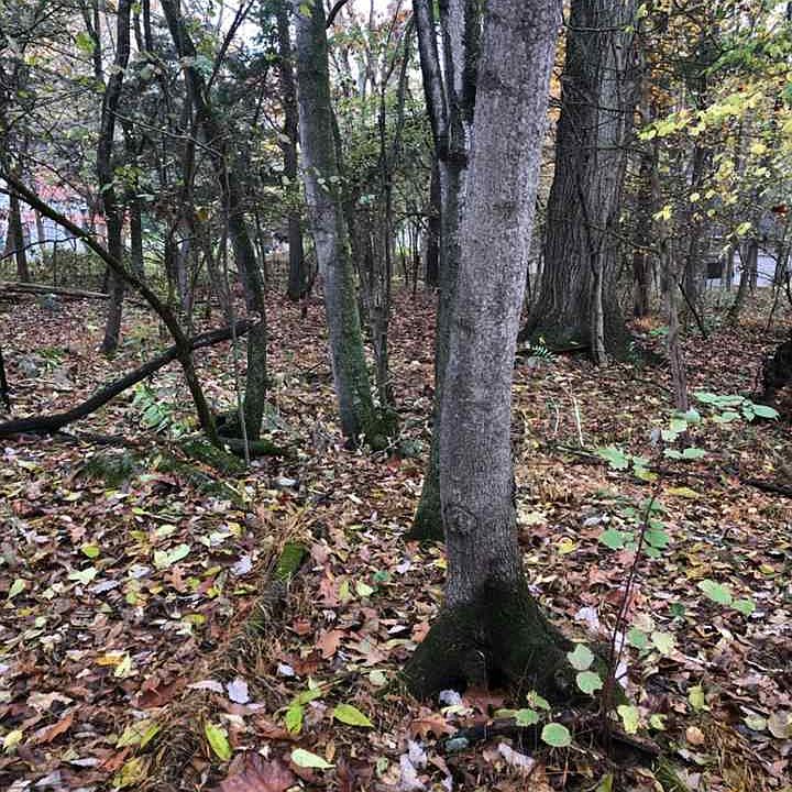 2nd image of 925 Oak Dr