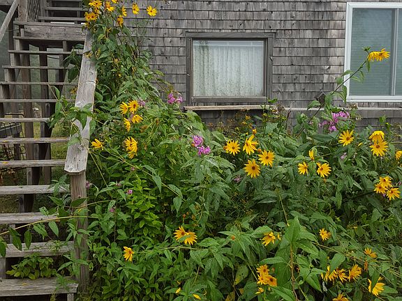 Stairs leading to deck