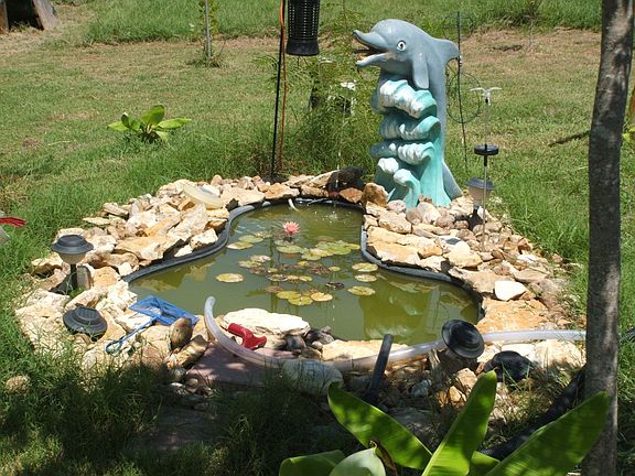 koy pond back yard
