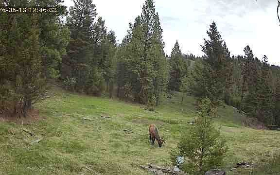 5th image of 7 Tract Bull Gln