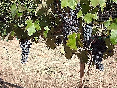 Nothing is sweeter than your own grapes.