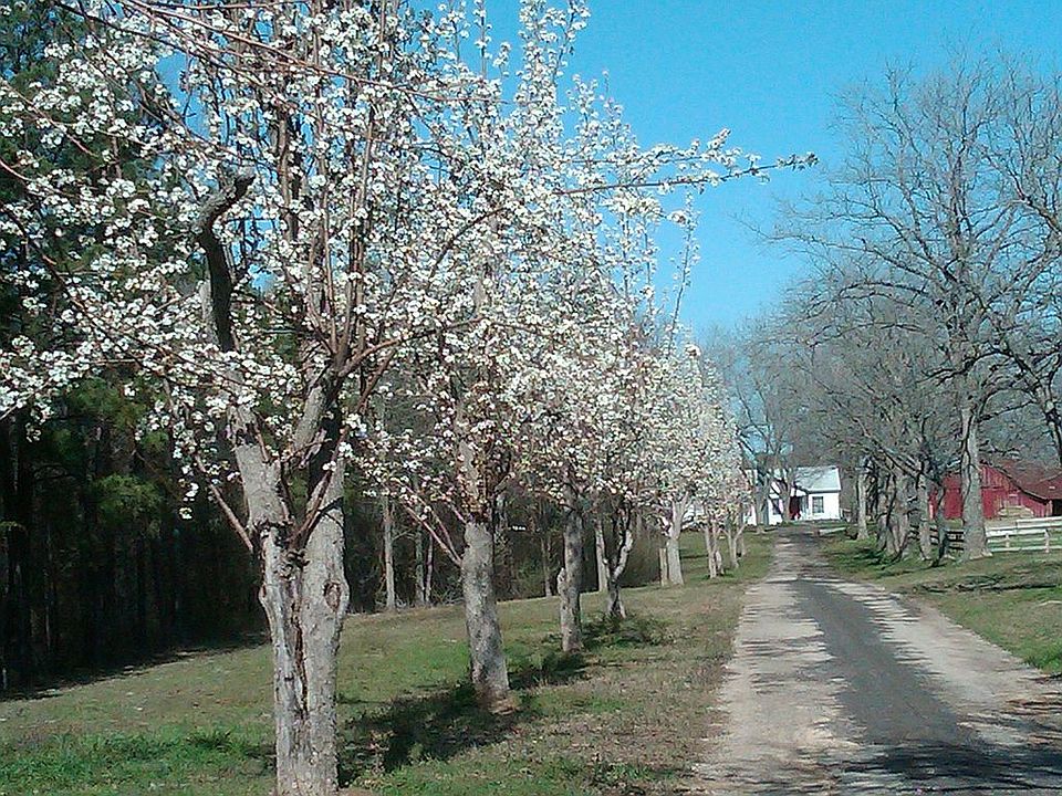 Pear Trees in bloom