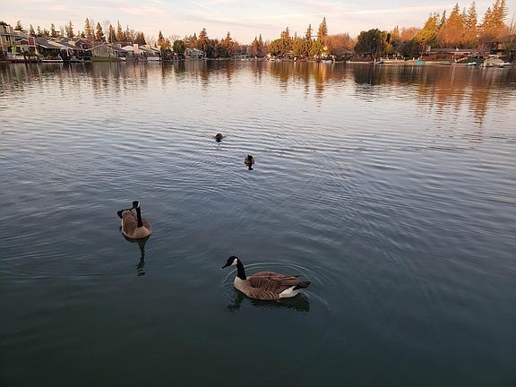 Lake with geese. Geese are common in this area and there will be a lot of them in the summer time