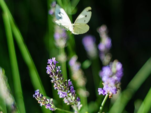 Lavender, Rosemary & Flowers