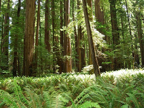 Take a walk in The Redwoods 
