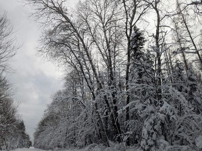 Witte Rd, Butternut, WI, 54514