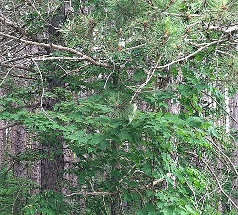Superb hunting forest