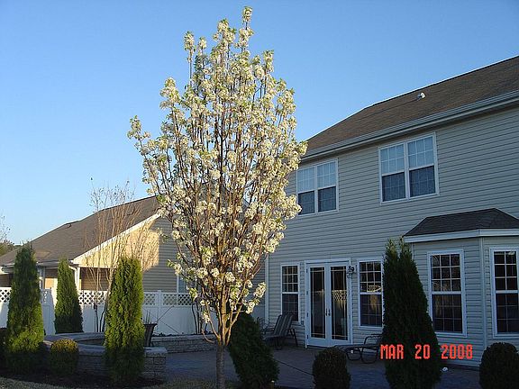 one of our Pear trees in full bloom