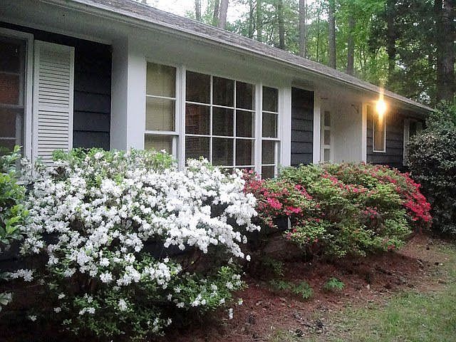 spring azaleas
