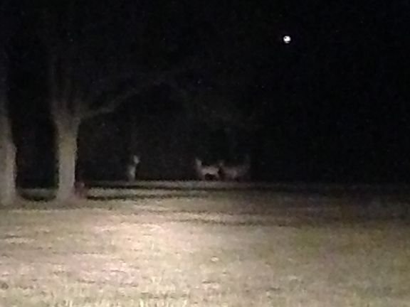 Deer in front yard