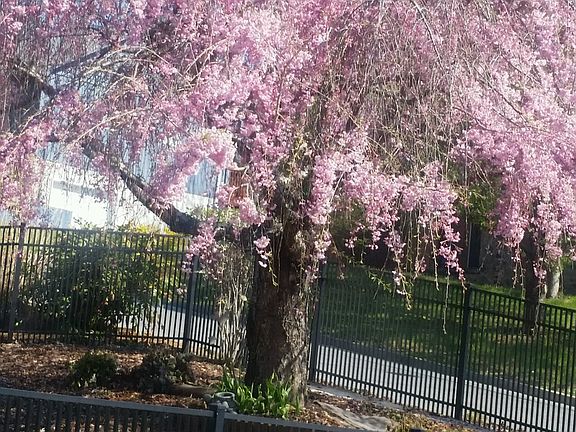 Weeping cherry tree