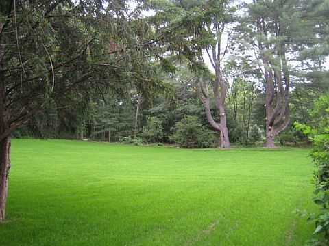 Back yard