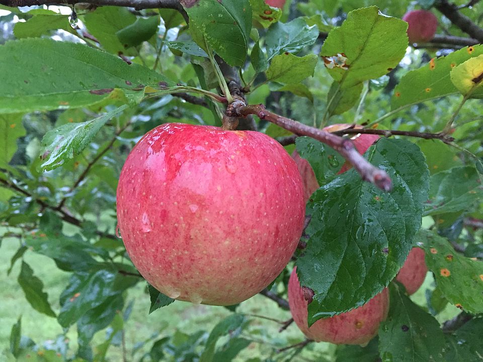 Pink Lady Apples
