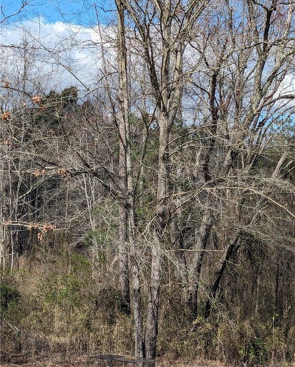 2nd image of Graham Rd