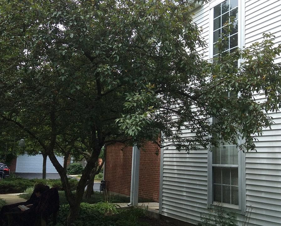 Many Windows, Airy and Bright