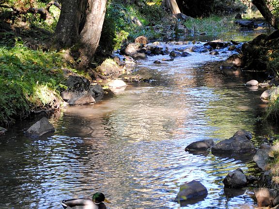 Creek