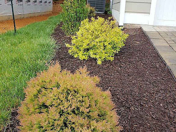 Some of the front plants