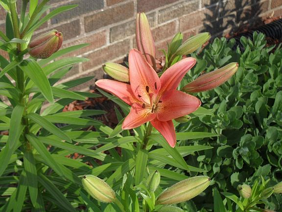Lilies in front of the house, bloom in early summer