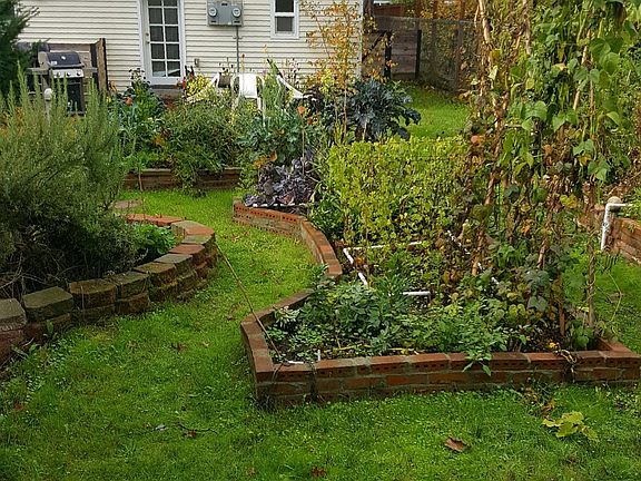 Back yard