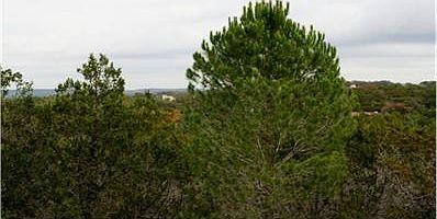 Imagine your relaxation with a view from the second story of you