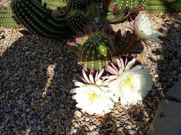 5th image of 15046 W Poinsettia Dr