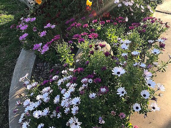 Auto sprinklers low maint