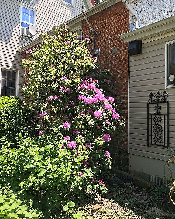 Mature landscaping