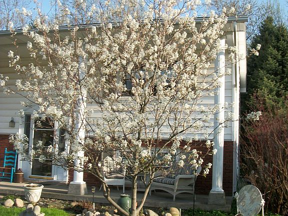 Front Yard (Spring)