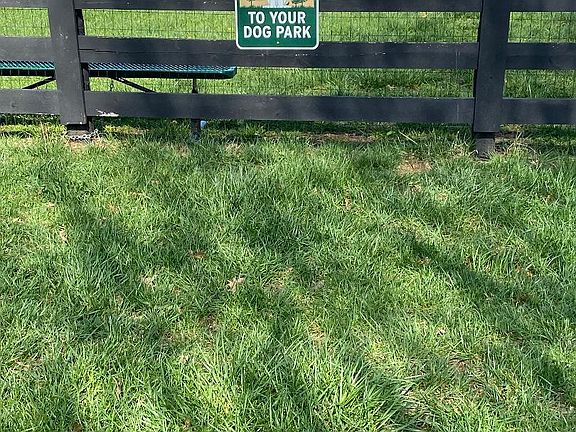 Dog Park