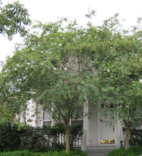 1st image of 613 Teal Ave