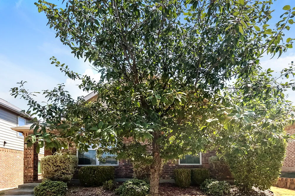 3 bed, 2.0 bath, 1461 sqft, $2,105 — Photo 3