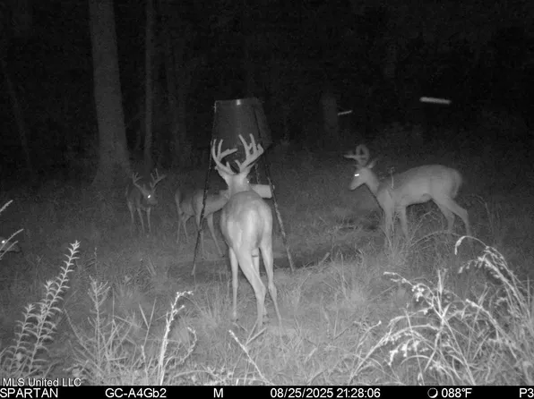 38774 S McCarrol Rd, Amite, LA 70422