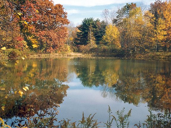 Spring fed pond