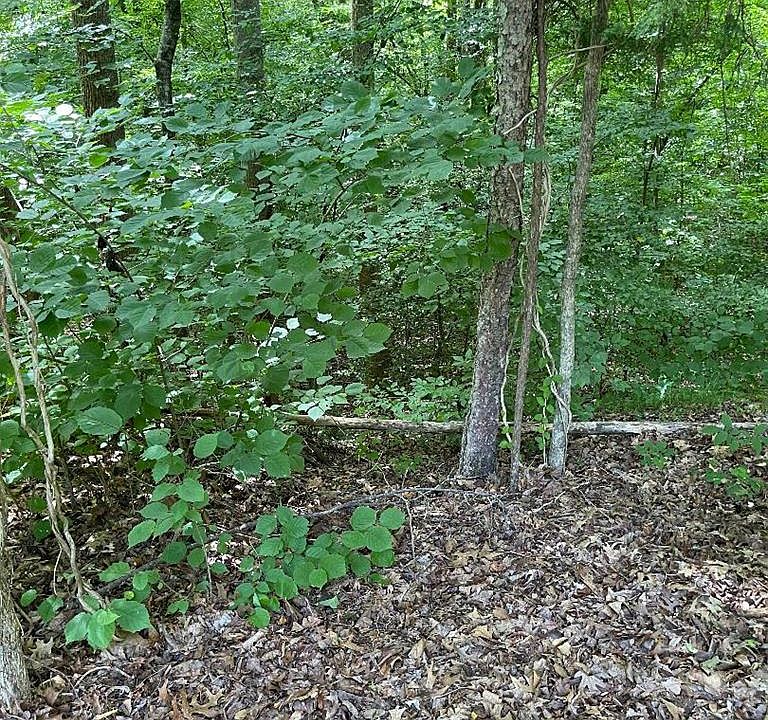 1st image of Lot21&21 Beechwood