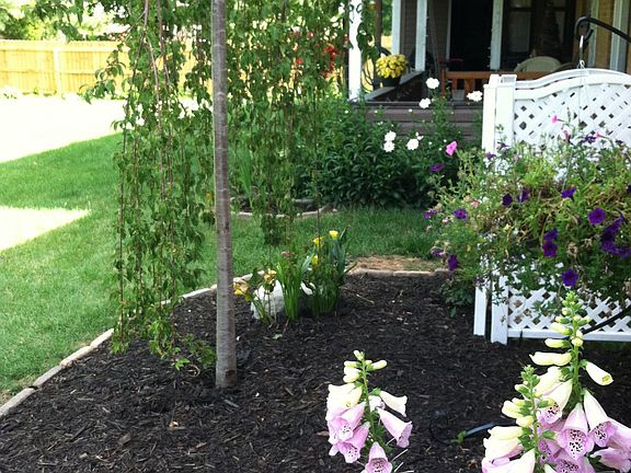 backyard garden area