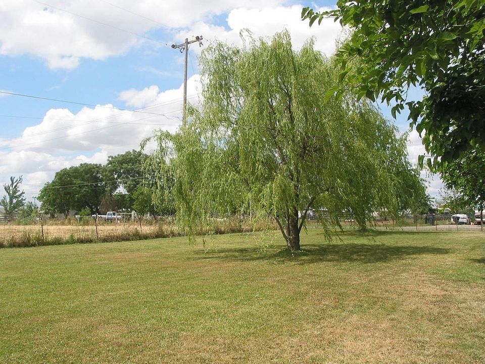 willow