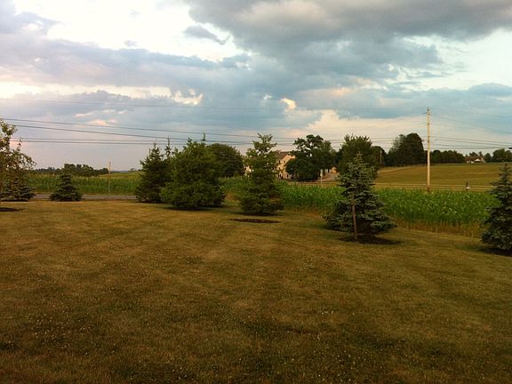 Trees lining property