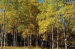 Aspen Meadow